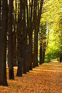 秋季公园橙子农村植物地球季节场景木头天空小路金子图片