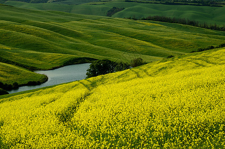 有黄色花朵的绿田环境牧歌波浪天堂天气丘陵小麦天空草地风景图片