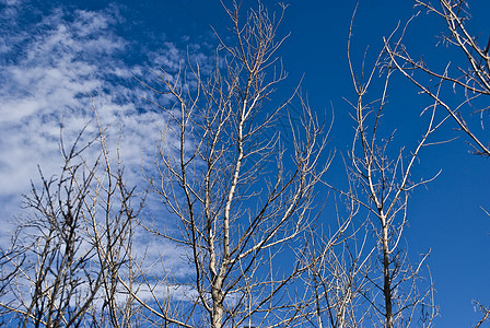 蓝天空背景的枯树乡村艺术森林木头古董天空全球季节白色树干图片