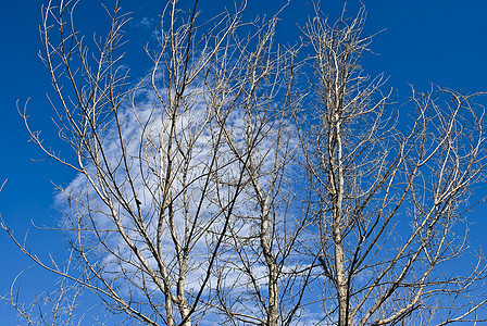 蓝天空背景的枯树白色全球晴天风景土地艺术黑色场地植物孤独图片