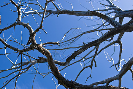蓝天空背景的枯树古董木头孤独死亡蓝色晴天树干森林艺术黑色图片