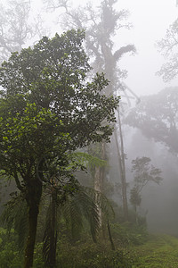 福吉森林季节天气场景风景树木树干公园阴影情绪下雨图片