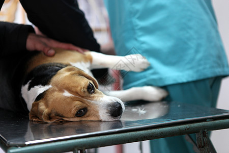 在手术准备室的兽医家养狗病人男性卫生犬类微笑宠物女性医生护士职业图片