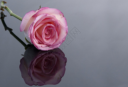 灰色背景的粉红玫瑰图片