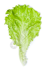 绿色生菜厨房农业冰山花园营养叶子树叶莴苣纤维蔬菜图片