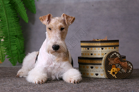 狗和礼品盒舌头小狗宠物快乐猎犬犬类安全盒子灰色礼物图片