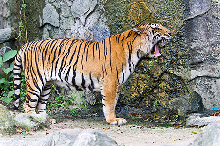 Sumatran 老虎肖像野猫美丽鼻子生物野生动物猎人危险条纹猫科打猎图片