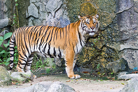 苏马特兰虎毛皮猫科打猎条纹老虎野猫头发生物食肉鼻子图片