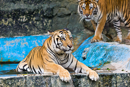 苏马特兰虎猫科猎人生物食肉动物园野猫头发生态荒野老虎图片