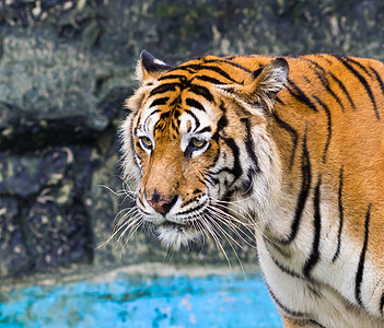 苏马特兰虎毛皮野猫橙子动物园危险荒野打猎鼻子动物猫科图片