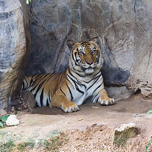 苏马特兰虎鼻子野猫丛林猫科捕食者橙子猎人条纹头发生态图片