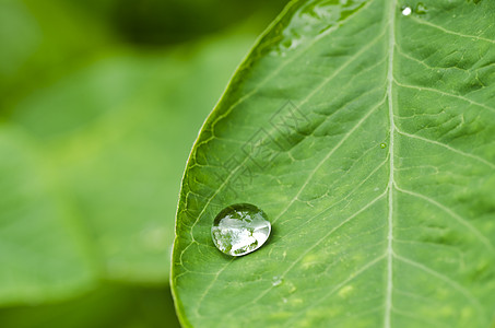 绿色性质的水滴生活反射墙纸水池液体天气流动图片