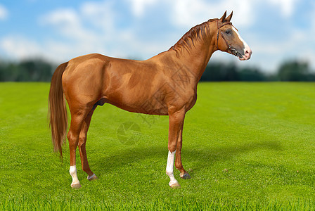 在绿草上骑着红温暖的马图片