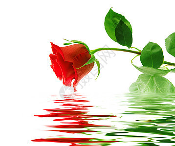 美丽的红玫瑰热情皮肤婚礼植物庆典疗法浪漫脆弱性花瓣礼物图片
