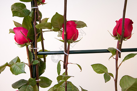 玫瑰装饰婚礼脆弱性展示植物假期花瓣树叶礼物叶子热情图片