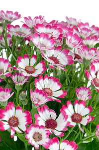闪耀着美丽的粉红色花朵植物花瓣花束白色植物群明信片温泉紫色雏菊粉色图片