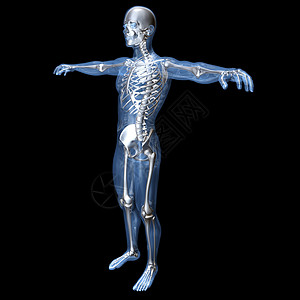 解解剖视觉化科学身体皮肤生理柱子插图胫骨颅骨躯干肌肉图片