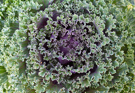 新鲜紫菜卷园艺花园生长沙拉农场栽培卷曲食物树叶收成图片