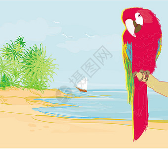 坐在海滩的渡口上的多彩鹦鹉鸟假期职业旅行插图墙纸树叶日落海洋天空艺术图片
