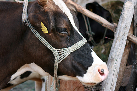 耳朵上贴有牛的标签图片