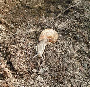 螺旋在运动中耳蜗地面土块土地地球脚趾土壤图片