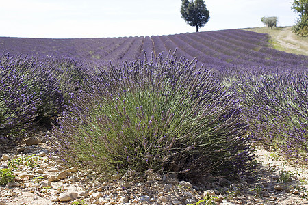 法国南部普罗旺斯地区拉凡德草地收成草本植物香味山脉农场农田线条紫色丘陵农村图片