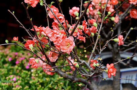 桃花花装饰品水彩节日运气装饰狂欢橙子文化绘画李子图片