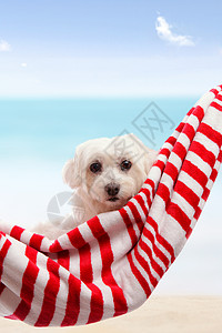 可爱的小狗狗在沙滩边放松图片