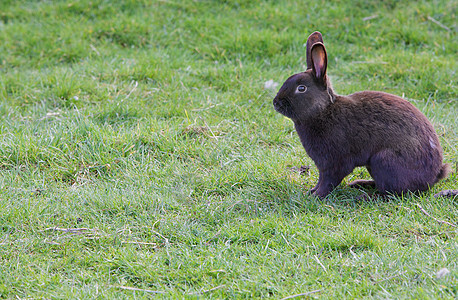 旧旧伍林楼野生动物假期动物棕色荒野兔子耳朵哺乳动物毛皮野兔图片