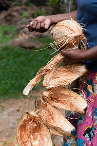 椰子放在女性手中 用除光的贝壳图片