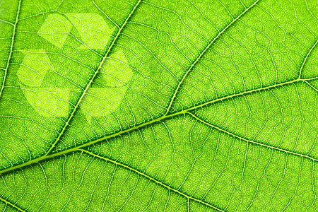 叶子上的再循环符号静脉地球活力植物生态回收气候环境宏观纤维图片