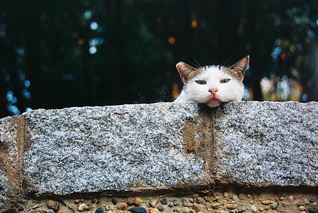 一只猫在岩石上图片