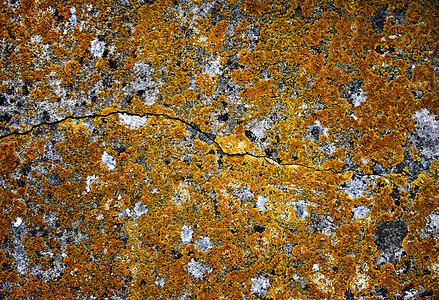 Moss 纹理黄色石头宏观地衣橙子壁画岩石植物裂缝图片
