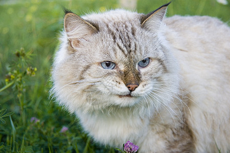 花园里的愤怒猫图片