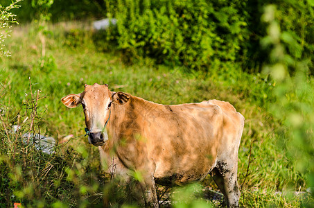 棕牛在农田上图片