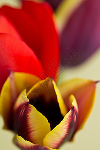 图利页绿色郁金香植物季节性粉色植物学花朵红色花瓣花束图片