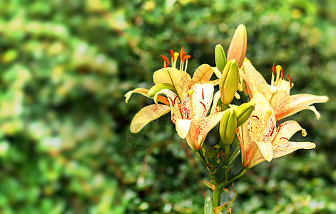 黄百合花盛开场景花园木头运动衬套苔藓玻璃森林流动岩石图片