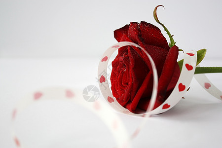 红玫瑰周年情人礼物红色崇拜展示白色磁带浪漫纪念日图片