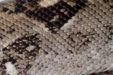 a 微软质皮肤生物棕色蟒蛇爬虫荒野异国野生动物情调脊椎动物宠物图片