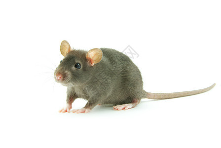 大鼠宠物老鼠哺乳动物尾巴毛皮灰色白色鼻子害虫耳朵图片