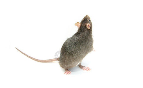 大鼠爪子害虫宠物白色鼻子老鼠晶须耳朵尾巴哺乳动物图片