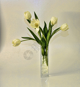 白色郁金香花瓶安排图片