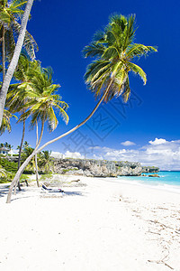 底湾 巴巴多斯 加勒比海风景异国海岸岩石植物群海滩天堂手掌植物学海湾图片