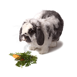 可爱的灰白兔和白兔兔子与胡萝卜和绿兔图片