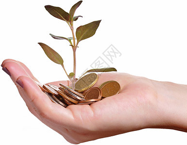 投资与经济增长理念植物利润金融银行业现金商业收益货币生长硬币图片