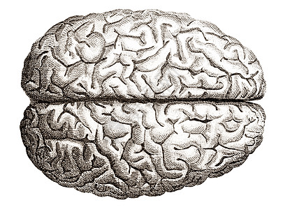 人类大脑的老雕刻图片