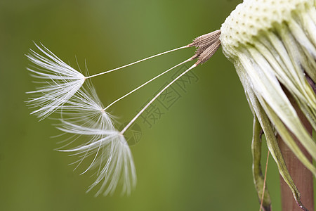 花生种子植物群种子头植被脆弱性宏观植物草地绿色雌蕊杂草图片