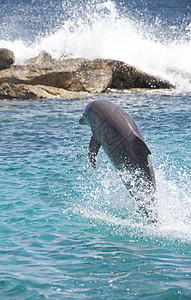 海豚在加勒比海水中炫耀飞跃游泳海洋生物哺乳动物自由动物朋友脚蹼蓝色图片