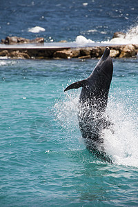 海豚在加勒比海水中炫耀乐趣游泳海洋娱乐享受水池展示生物野生动物动物图片