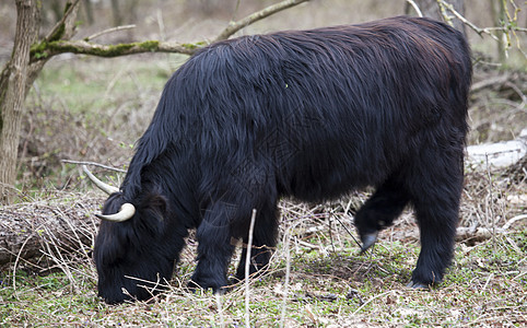 苏格兰高地外套栅栏农场哺乳动物畜栏母牛农村奶牛场地鼻孔图片
